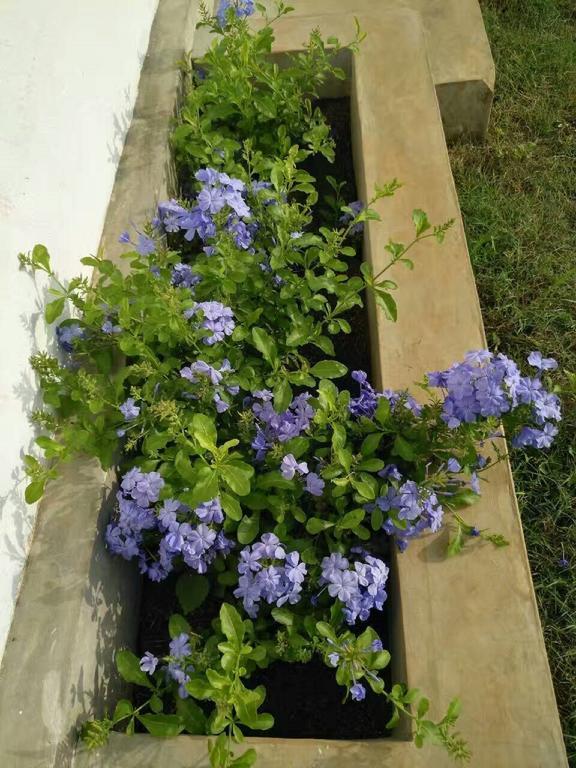 Nelu Villa สิกิริยา ภายนอก รูปภาพ