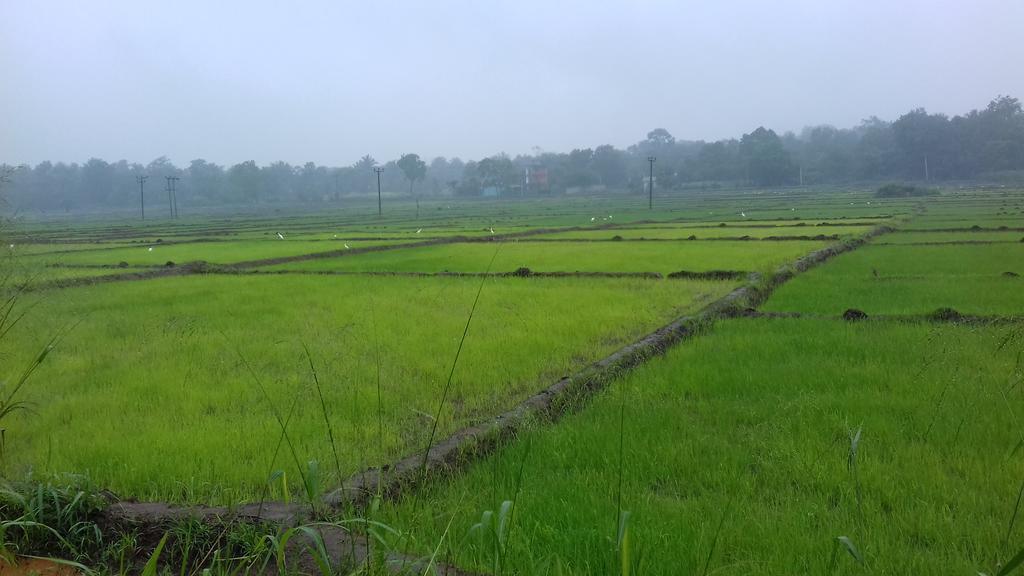 Nelu Villa สิกิริยา ภายนอก รูปภาพ