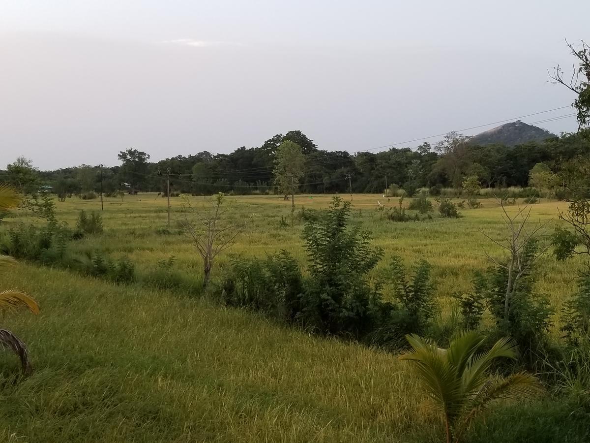 Nelu Villa สิกิริยา ภายนอก รูปภาพ
